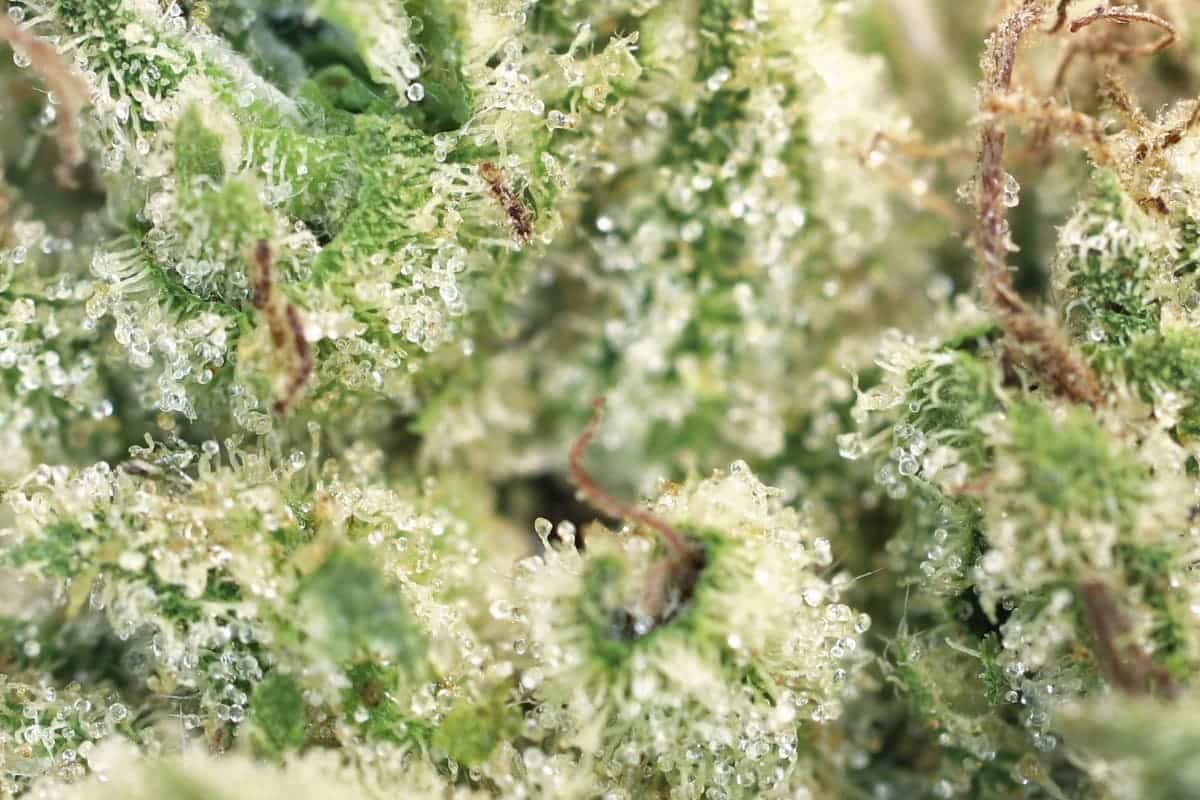 image of A strain’s terpene profile depends on several factors, including its genetics, growing climate, soil, age and maturation.
