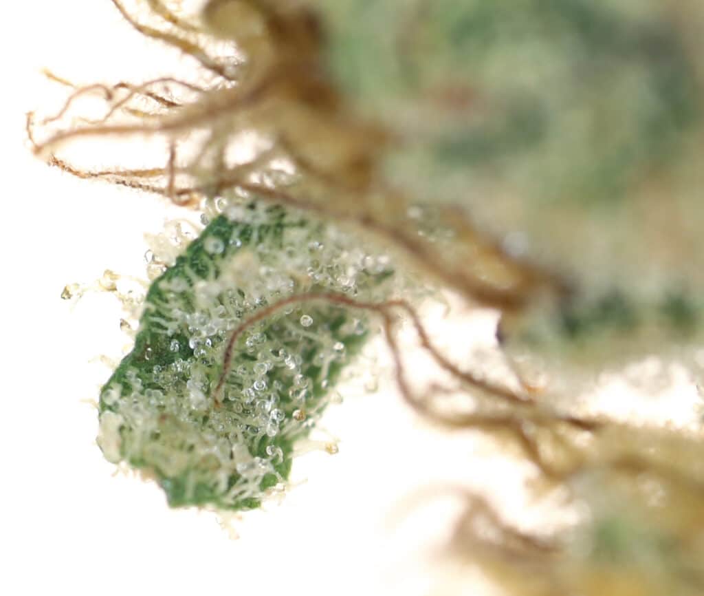 Trichome from Kush Mints