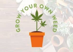 Homegrow today!