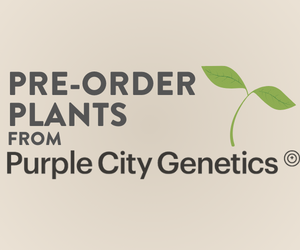 Pre-order plants from Purple City Genetics