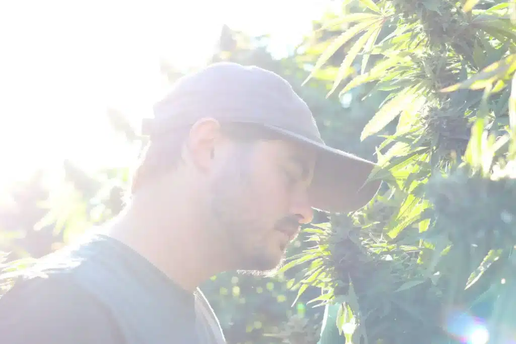 Optimal Timing for Harvesting Cannabis Plants for Maximum Potency