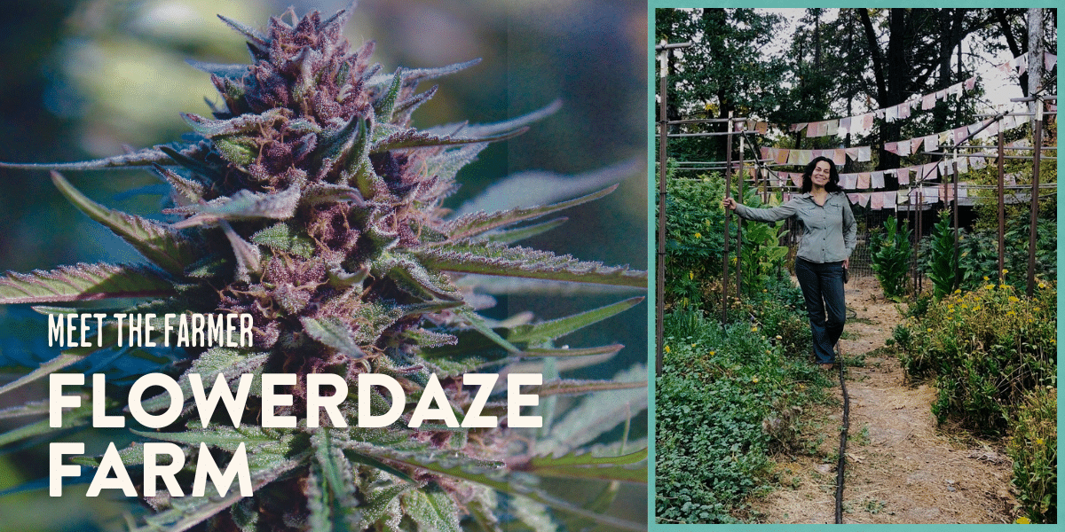 Side by side images of a close up of purple-toned cannabis flower next to an image of Karla standing in a garden row of cannabis flower. Text over the cannabis image reads " Meet the Farmer: Flowerdaze Farm"