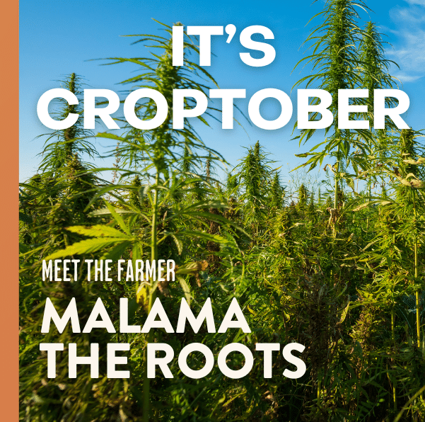 Farm background with cannabis plants and blue sky above. Text reads: It's Croptober Meet The Farmer Malama The Roots