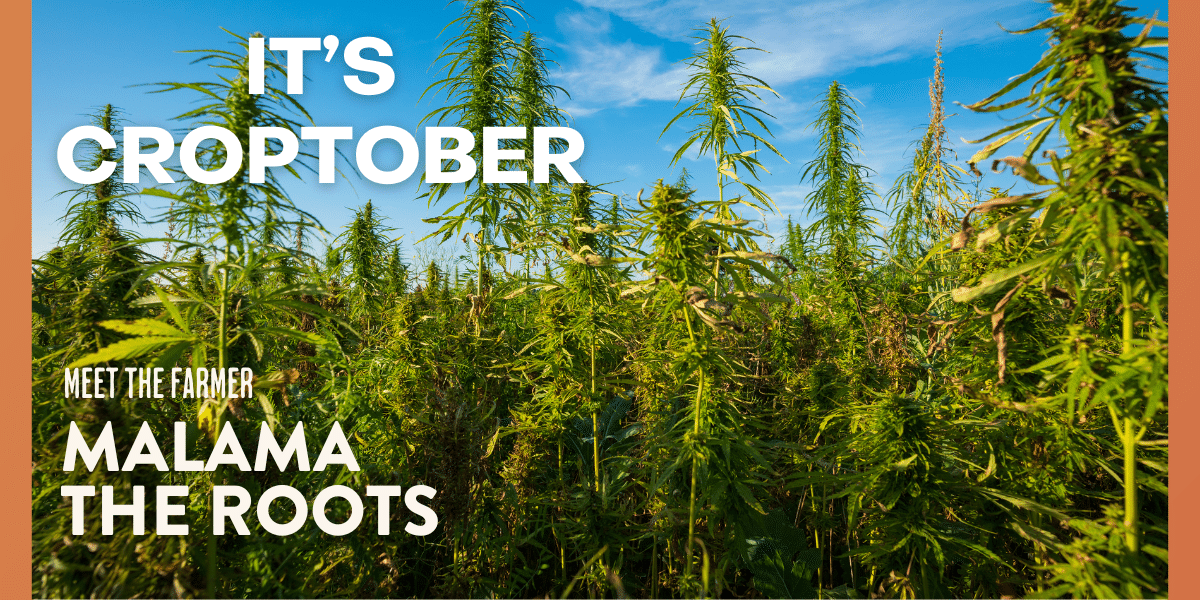 Farm background with green cannabis plants and blue sky above. Text reads It's Croptober Meet the Farmer Malama the Roots