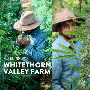 Farmer wearing a straw hat and denim shirt sniffs tall cannabis plants in the field