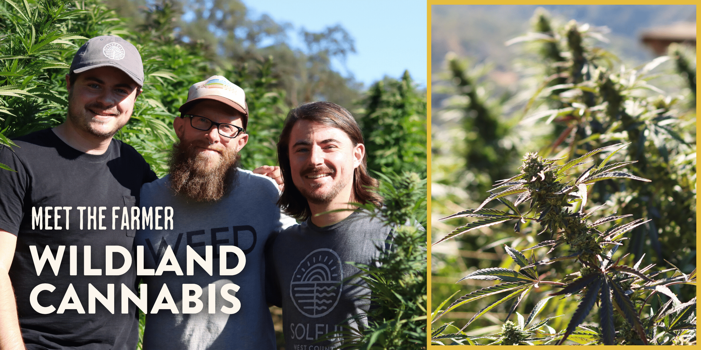 Three white men smile at the camera standing next to a row of tall cannabis plants. Two of them wear hats, one of whom has glasses