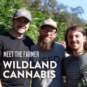 Three white men smile at the camera while standing in a row of tall cannabis plants. Two wear hats, one has glasses.