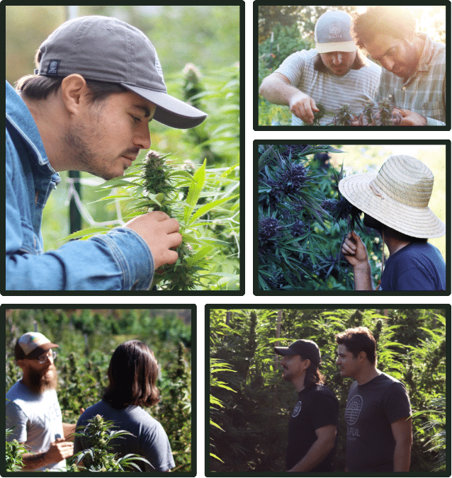 Banner Fresh Harvest Images 700x1000px